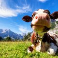 Didžiosios Britanijos veisėjai naudoja karvių „Tinderį“