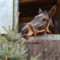 Išmetamos kalėdinės eglutės džiugina žirgus – jiems tai skanėstai ir žaislai