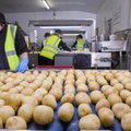 „Brexit”: JK maisto industrija perspėjo dėl darbuotojų trūkumo