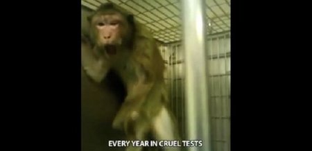 Organizacijos PETA skelbiamoje medžiagoje matyti narvuose besiblaškantys primatai 