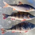 Žuvies valgymo ABC. Ką turėtų žinoti kiekvienas žuvies pirkėjas ir žvejys?