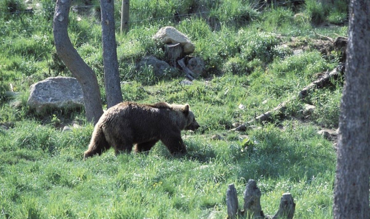 Šlovė Pirosui: Pirėnų kalnuose dabar oficialiai liko tik vienas daugintis galintis patinas