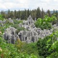 Gamtos stebuklai: Šilino akmeninis miškas