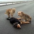 Šuniška ištikimybė: autostradoje prie Panevėžio šunys budėjo prie partrenktos draugės