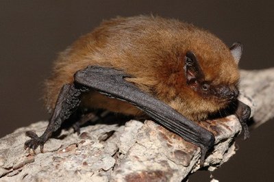 Kalėdų salų šikšnosparnis