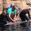 Besilaukiančiai delfinei atliktas ultragarso tyrimas