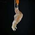 Mokslininkai transplantacijai panaudojo dirbtinę gyvūno galūnę