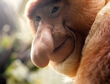 Didnosė beždžionė Victo Singapūro zoologijos sode ilsisi po pietų. 