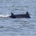 Unikalne zjawisko. Delfiny w morzu Bałtyckim