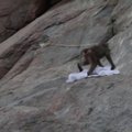 Beždžionėlė netoli Mekos iškrėtė pokštą piligrimui