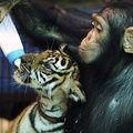 Tailando zoologijos sodo šimpanzės patinas iš buteliuko maitina tigriukus