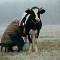 Kada paprastas pienas virsta ekologišku?
