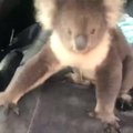 Atokvėpio nuo karščio ieškojusi koala įsmuko į automobilį