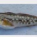 Kėdainių vandens telkiniuose plinta invazinės žuvys, pavojingos vietinei gyvybei