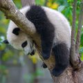 PAMATYK. Kung Fu panda tikrai egzistuoja! VIDEO