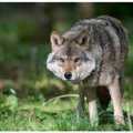 В Литве завершился сезон охоты на волков