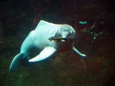 Jangdzės upės delfinas