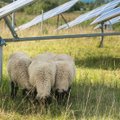 Kaip Lietuvoje avys prisideda prie elektros gamybos