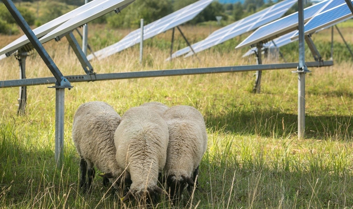 Avys saulės jėgainėje
