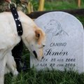 Nemalonumai dėl mirtinai išgąsdinto šuns: teks sumokėti kompensaciją ir padengti laidotuvių išlaidas