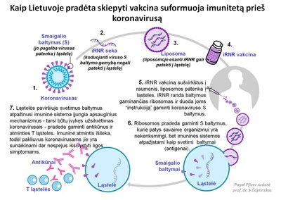 Kaip veikia „BioNTech“ ir „Pfizer“ vakcina „Comirnaty“