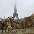 Paryžius pavirto kaimu: prie Eifelio bokšto - šimtai bliaunančių avių