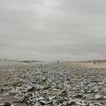 Smiltynėje nugaišusias žuvis surinko talkininkai