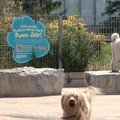 Niujorkiečių šunys atgaivą randa parkuose su vandens aikštelėmis