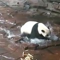 Švaros apsėsta panda - išimtis iš taisyklės