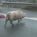 Pietų Kinijoje apvirtus sunkvežimiui, teko gaudyti pabėgusias kiaules