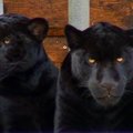 Į Klaipėdą atkeliavo du juodieji jaguarai