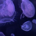 Paryžiaus akvariumo direktorius įspėja: Juodojoje ir Baltijos jūrose sparčiai didėja medūzų skaičius