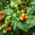 Ką daryti, kad pomidorai greičiau sunoktų