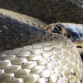 Uostamiestyje daugėja mačiusiųjų gyvatę monstrą