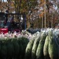 Prekiautojai Kalėdų eglutėmis Prancūzijoje dėl geros prekybos neabejoja