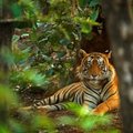 Teksase dingęs bengalinis tigras vardu Indija surastas ir sugautas