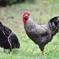 Nelegalūs prekeiviai atvežė ligą: jau patvirtinta 17 didelio patogeniškumo paukščių gripo protrūkių