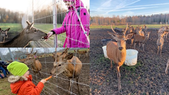 Netoli Vilniaus įkūrė elnių SPA: pramogauti drauge su elniais šeimos keliauja iš visos Lietuvos