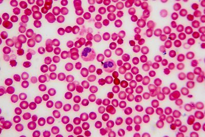 Kraujo kūneliai ir ląstelės