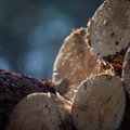 Valstybinių miškų urėdija: mediena brangsta