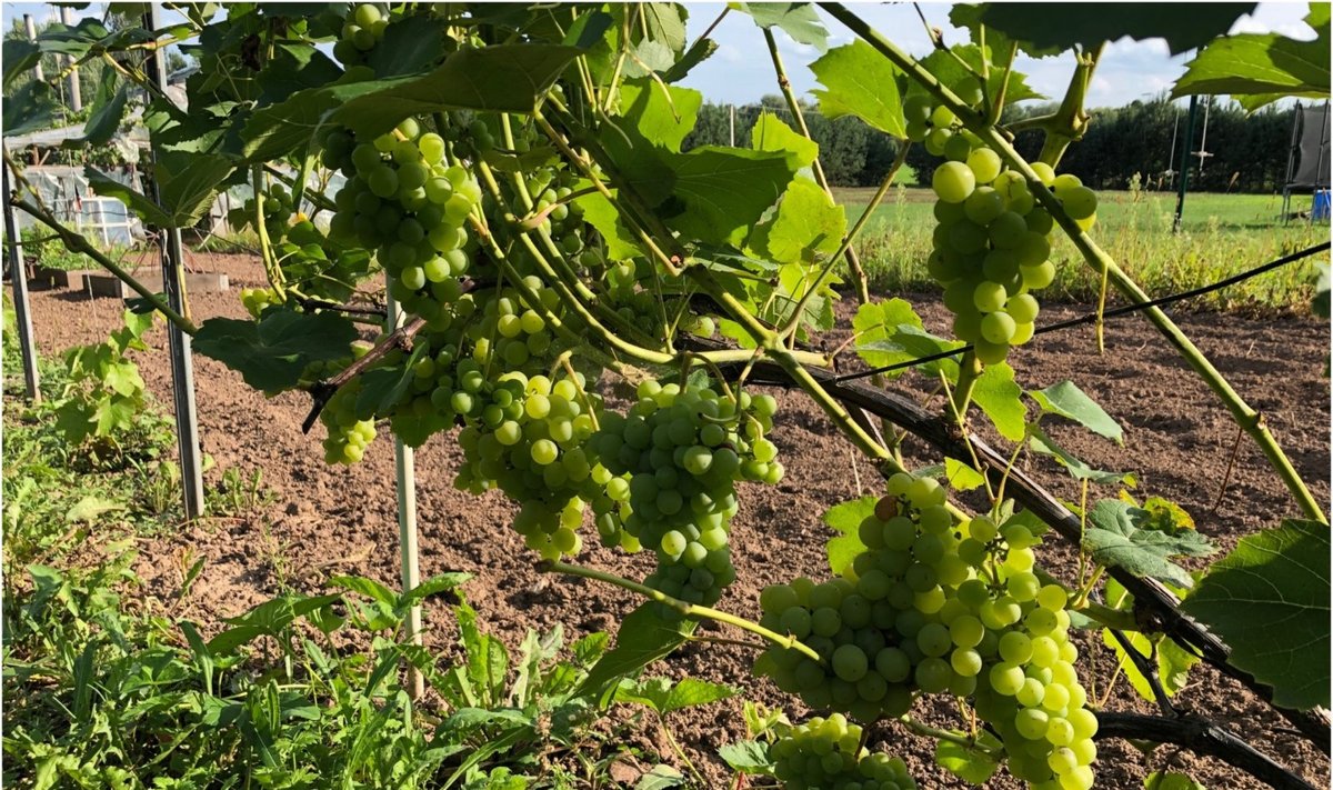 Jonavos rajone pora augina vynuoges.