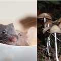 Eksperimentą su pelėmis ir magiškais grybais atlikę mokslininkai liko apstulbę: tai regėti buvo nuostabu