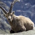 Italijoje bebaimiai kalnų ožiai atlieka alpinistinius triukus
