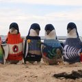 Šimtametis senolis pingvinams mezga megztinius