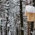 Ką turi žinoti nusprendę žiemą lesinti paukščius?
