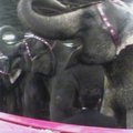 PETA slapta nufilmavo JAV cirke mušamus dramblius