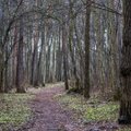 Paaiškėjo, nuo ko pernai labiausiai nukentėjo Lietuvos miškai