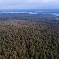 Dalyje Lietuvos miškų skelbia stichinę nelaimę