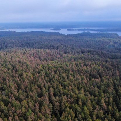 Padėtis Lietuvos miškuose darosi nebejuokinga – teks iškirsti didžiulius plotus