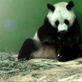 Kinijoje gimė pandų trynukai
